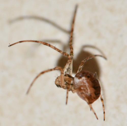 Metellina sp.